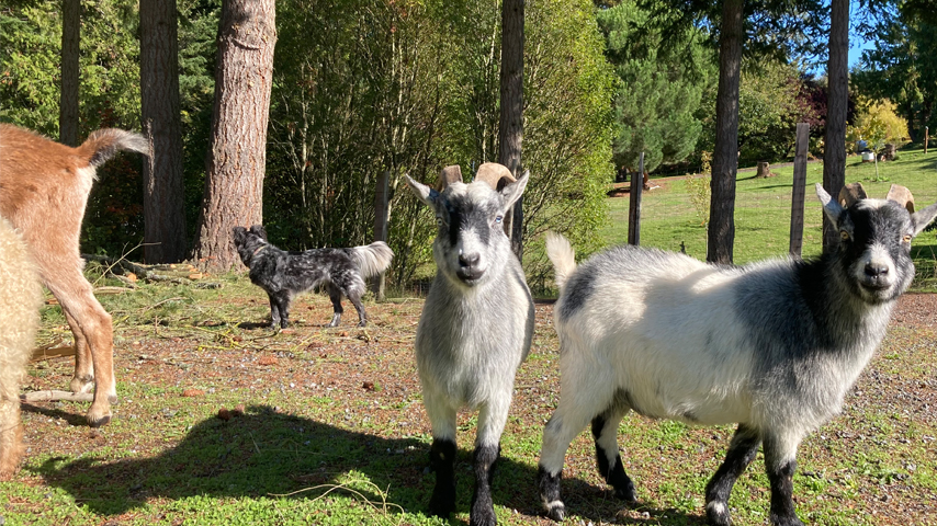 pygmy goats